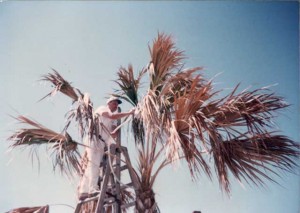 Painting Palm Trees